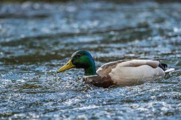 Stockente Erpel Männchen Schwimmt Flussaufwärts — Stockfoto
