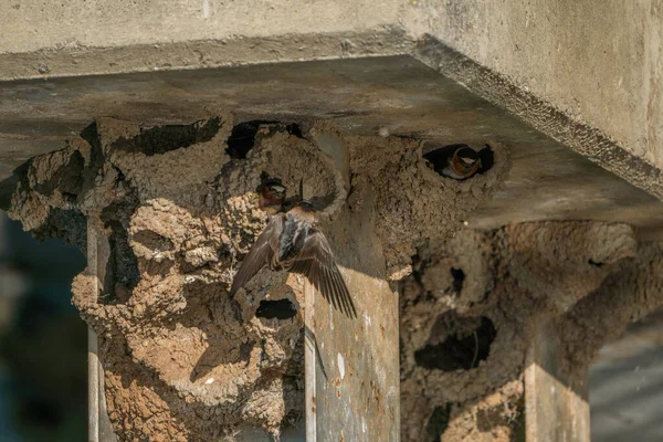 Schwalbenvögel Bauen Schlammnester — Stockfoto