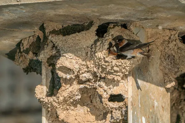 Schwalbenvögel Bauen Schlammnester — Stockfoto