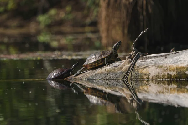 Duas Tartarugas Lagoa Deslizante Banhos Sol Log — Fotografia de Stock