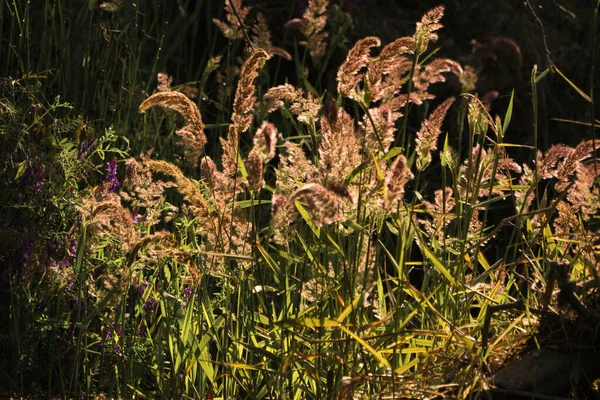 Wildgrassamen Angezündet — Stockfoto