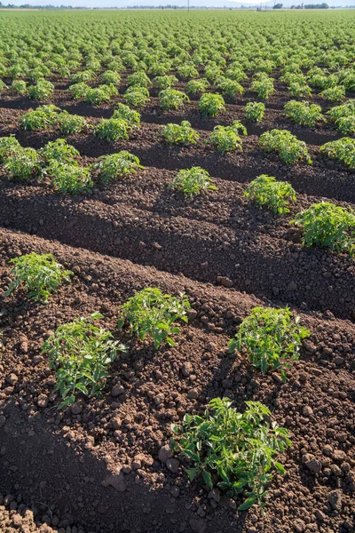 stock image Tomato row crops California