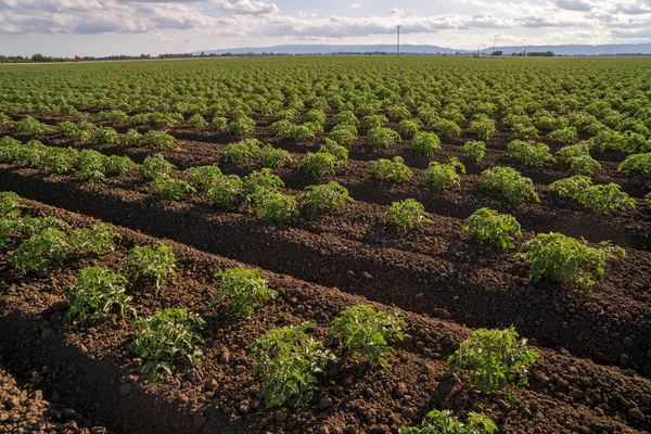 Tomatradsgrödor Kalifornien — Stockfoto