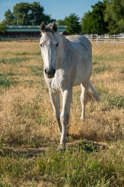 Cavallo Bianco Piedi Pascolo — Foto Stock
