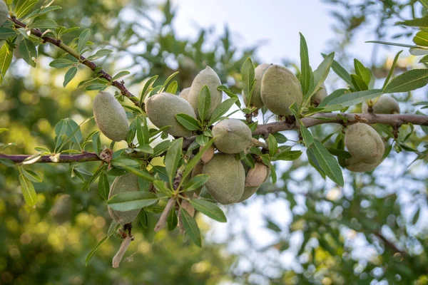 Unreife Mandeln Auf Baum Obstgarten — Stockfoto