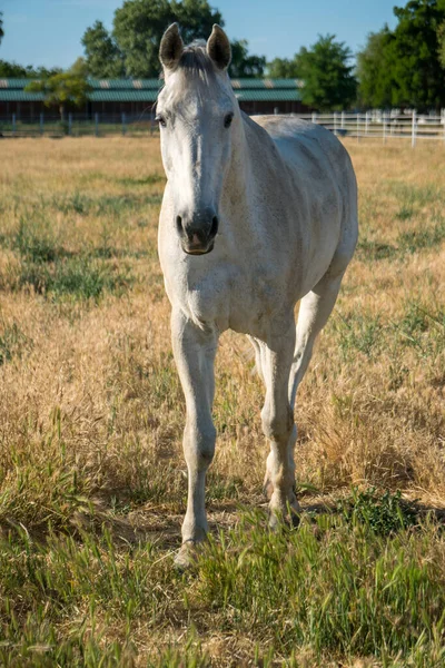 Λευκό Άλογο Που Στέκεται Βοσκότοπους — Φωτογραφία Αρχείου