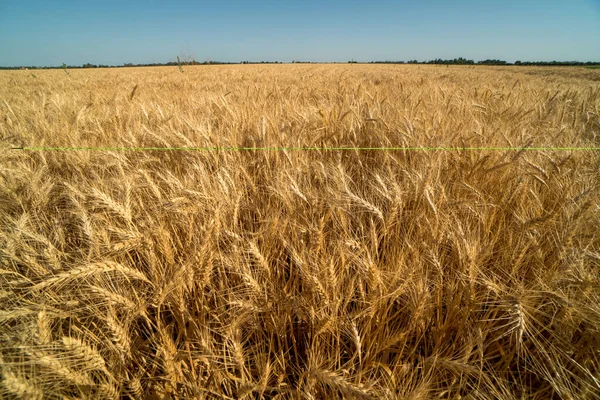 冬の小麦作物は乾燥して収穫の準備ができて — ストック写真