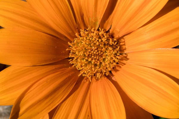 Vibrante Fleur Orange Vif Gros Plan — Photo
