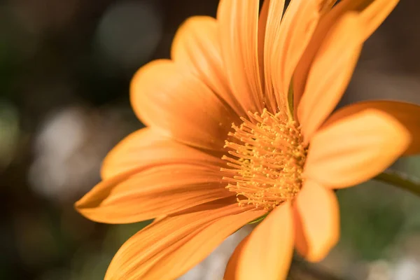 鮮やかなオレンジ色の花を閉じます — ストック写真