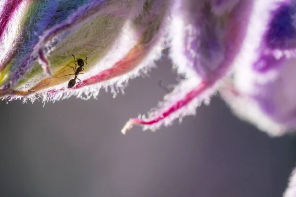 Hormigas Alimentándose Una Flor Púrpura — Foto de Stock