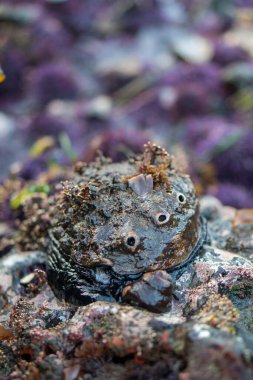 Dalgalar deniz kulaklarını kabuğunda büyüyen deniz yaşamını ortaya çıkarır..