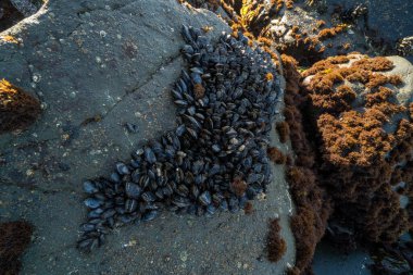 Büyük bir grup midye açıkta kalmış bir kaya yüzeyine tutunuyor.