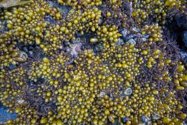 Dalgalar deniz yosunlarını ortaya çıkarır.