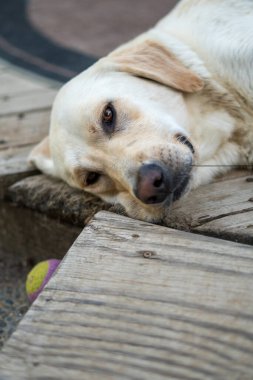 Sarı Labrador av köpeği tahta güvertede yatıyor..