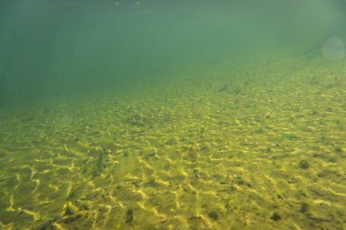 Bir sualtı nehir manzarası