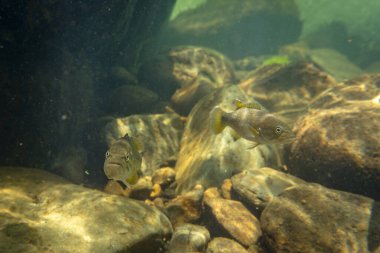 Su altında küçük bir levrek.