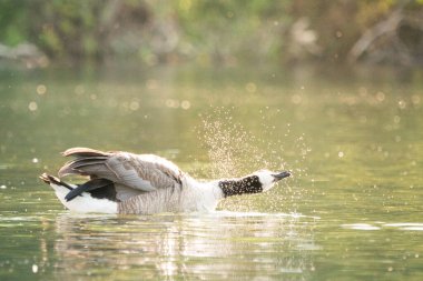 Kanada kazı başını sallıyor.