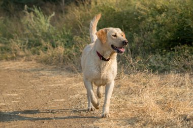 Sarı Labrador Retriever köpeği hendekte koşuyor