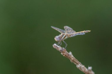 Yusufçuk küçük bir dala tünedi.
