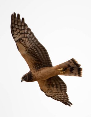 Cooper 's Hawk beyaz arka planda uçuyor.