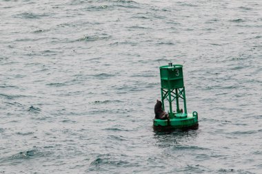 Yeşil bir okyanus şamandırasında yüzen liman foku..