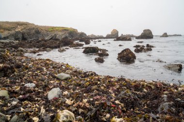 Gelgit çok miktarda deniz yosunu açığa çıkarır..