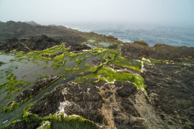 Siyah kayalarda yetişen yeşil beyaz yosun.