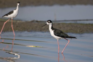 Siyah boyunlu Stilt sığ sularda yüzüyor