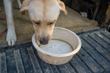 Sarı labrador Retriever içme suyu