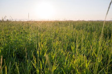Güneş büyük bir çayırın ardında batıyor.