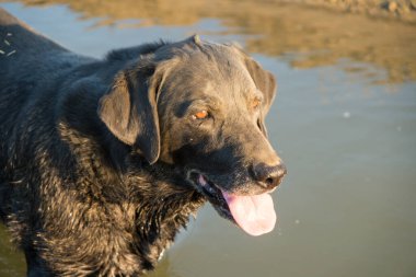 Kirli yüzlü siyah labrador retriever.