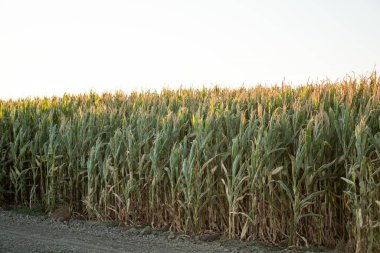 Tarladaki mısır sırasının arkasındaki güneş