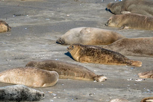 Skupina Přístavních Tuleňů Nasává Slunce Písečné Pláži — Stock fotografie