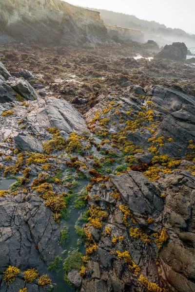 Низький Приплив Відкриває Зелений Морський Бур Прикріплений Темних Порід — стокове фото
