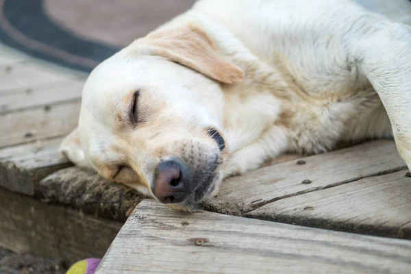 Gelber Labrador Retriever Hund Schläft Auf Holzdeck — Stockfoto
