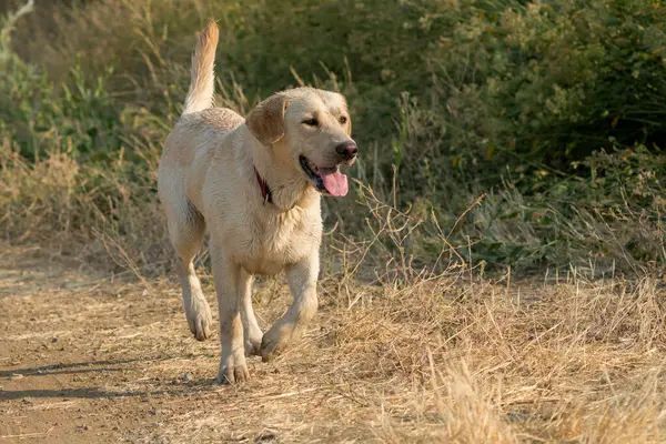 Amarillo Perro Labrador Retriever Corriendo Largo Zanja —  Fotos de Stock