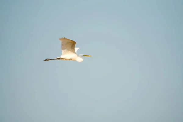 Great Egret Flying Flying Soaring — ストック写真