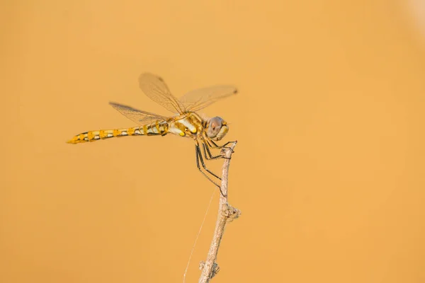 Oranžová Žlutá Vážky Visící Malé Větvičce — Stock fotografie