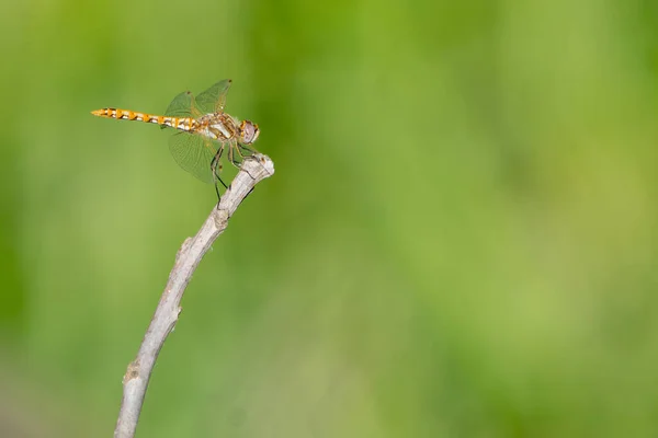 Orange Yellow Dragonfly Clinging Small Twig — Stock Photo, Image