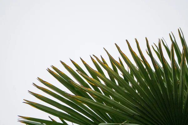 Léto Zelená Příroda Tropické Vzor Symbol Strom Listí Bílá Izolované — Stock fotografie