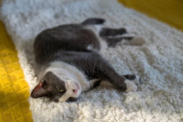 침대에서 회색흰 고양이 — 스톡 사진