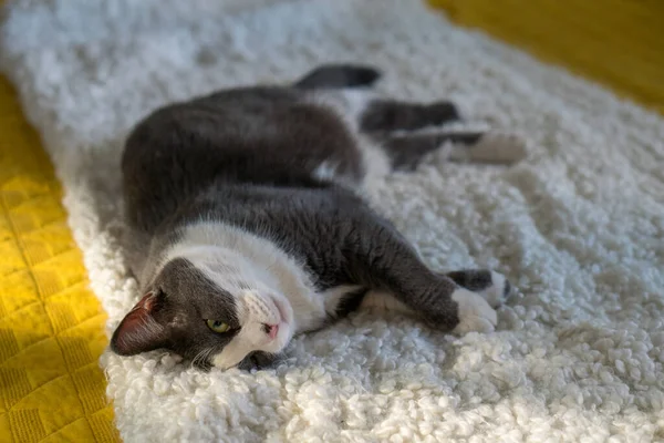Graue Weiße Katze Schläft Auf Matratzenbett — Stockfoto