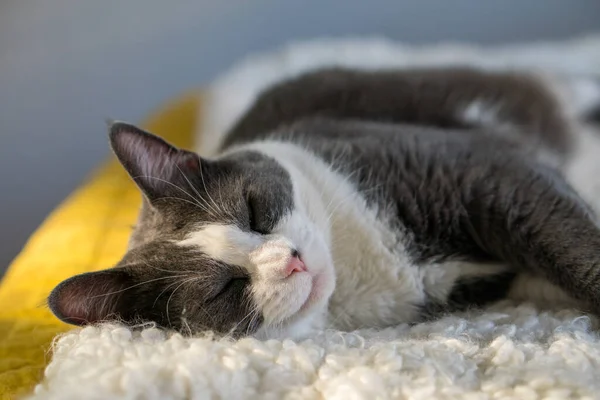 Graue Weiße Katze Schläft Auf Matratzenbett — Stockfoto