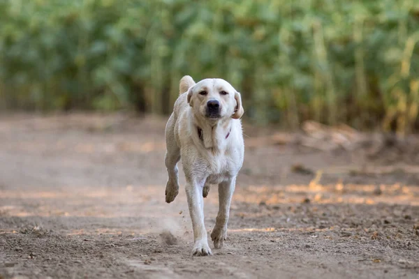 Mutlu sarı Labrador köpeği koşuyor.