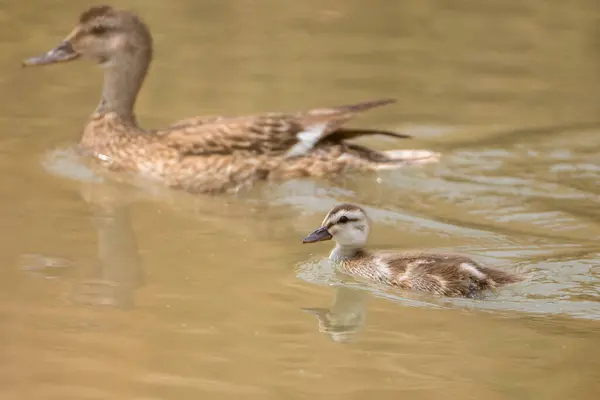 赤ちゃんのマガモは母親と一緒に泳ぐ — ストック写真