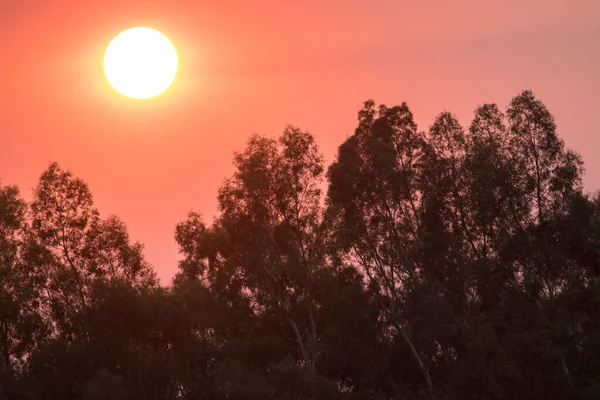 Rote Sonne Sonnenuntergang Über Der Baumgrenze — Stockfoto