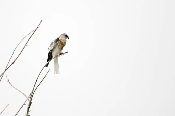 Faucon Kite Queue Blanche Perché Sur Chasse Aux Branches Arbres — Photo