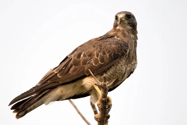 Falco Giovanile Appollaiato Ramo — Foto Stock