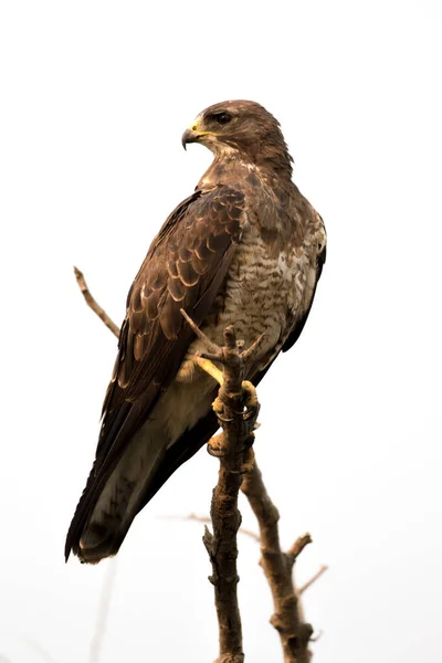 Juvenile Hawk Perched Branch — Stock Photo, Image