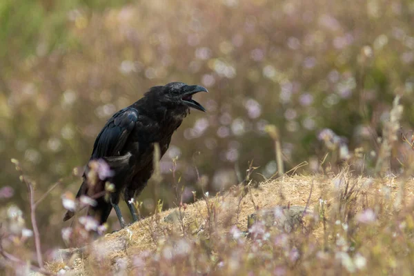 Corbeau Noir Oiseau Corbeau Recherche — Photo